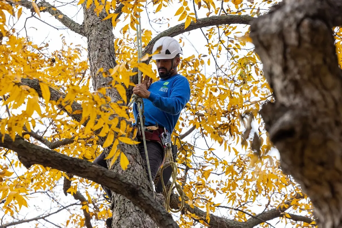 Skilled Tree Planting crew working in Minonk